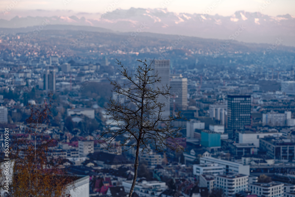 Silhouette of black three with aerial view over City of Zürich with defocus background background on a sunny autumn evening. Photo taken December 6th, 2022, Zurich, Switzerland.