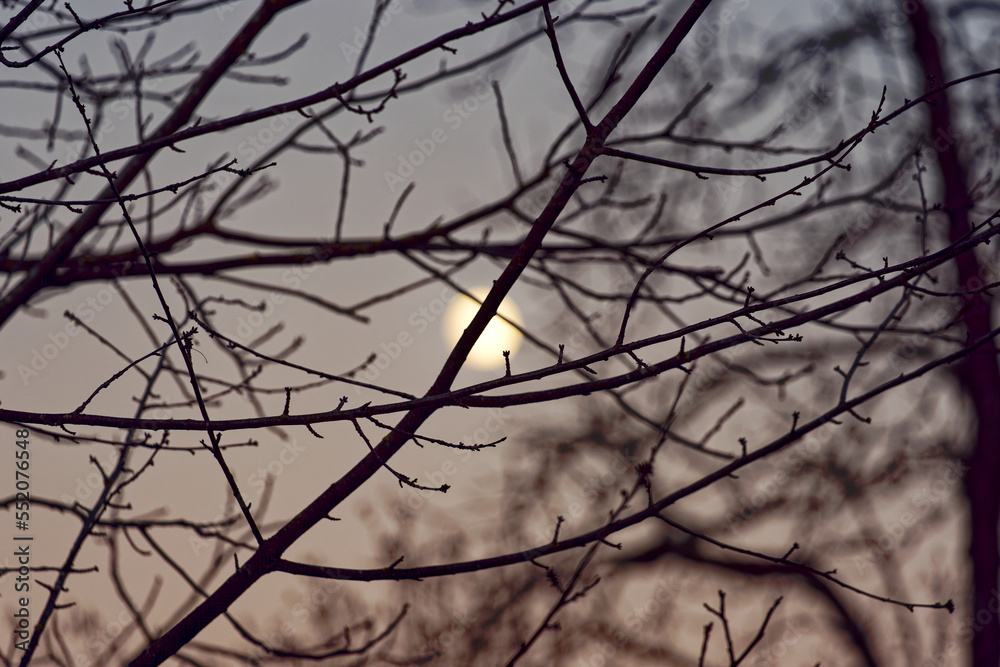 Silhouette of tree with branches and moon in the background on a sunny autumn evening at City of Zürich. Photo taken December 6th, 2022, Zurich, Switzerland. Silhouette of tree with branches and moon in the background on a sunny autumn evening at City of Zürich. Photo taken December 6th, 2022, Zurich, Switzerland.
