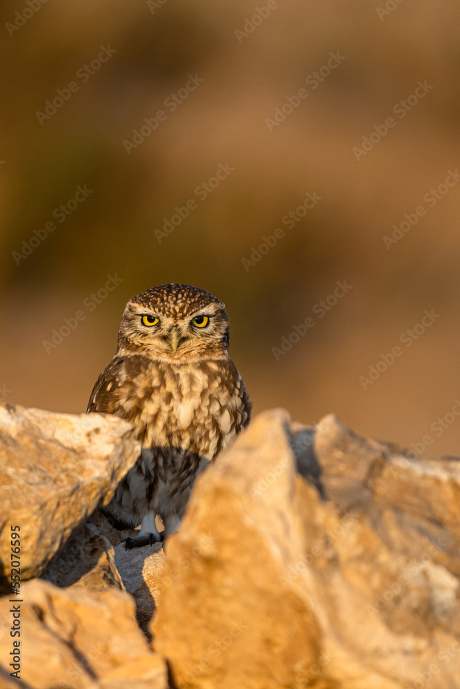 Obraz premium Little owl, Athene noctua, Souss-Massa National Park, Morocco.