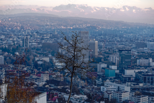 Silhouette of black three with aerial view over City of Zürich with defocus background background on a sunny autumn evening. Photo taken December 6th, 2022, Zurich, Switzerland.