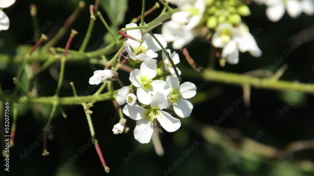 gros plan sur une fleur blanche 