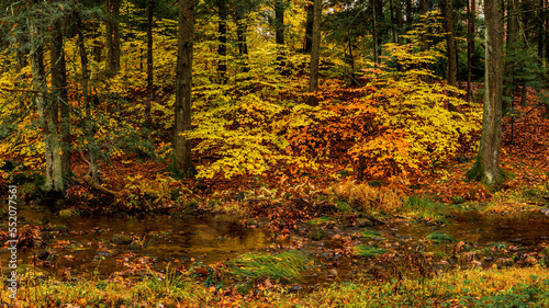 Autumn in the Forest at Stokes State Forest New Jersey