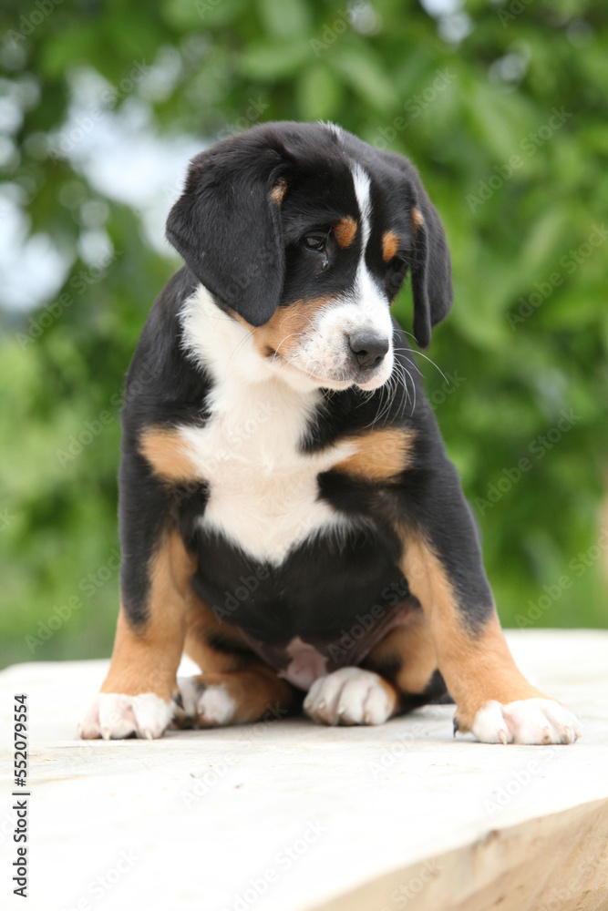 Adorable puppy sitting on the table