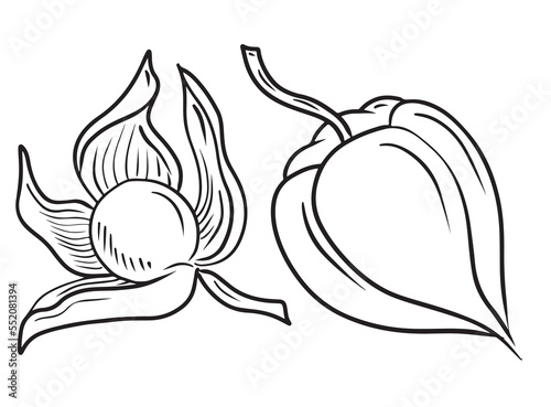 Opened Physalis flower with berry inside and closedbox. Hand drawn vector sketch illustration drawn in simple line doodle style isolated on white background. Symbol of autumn harvest, bakery, design. photo