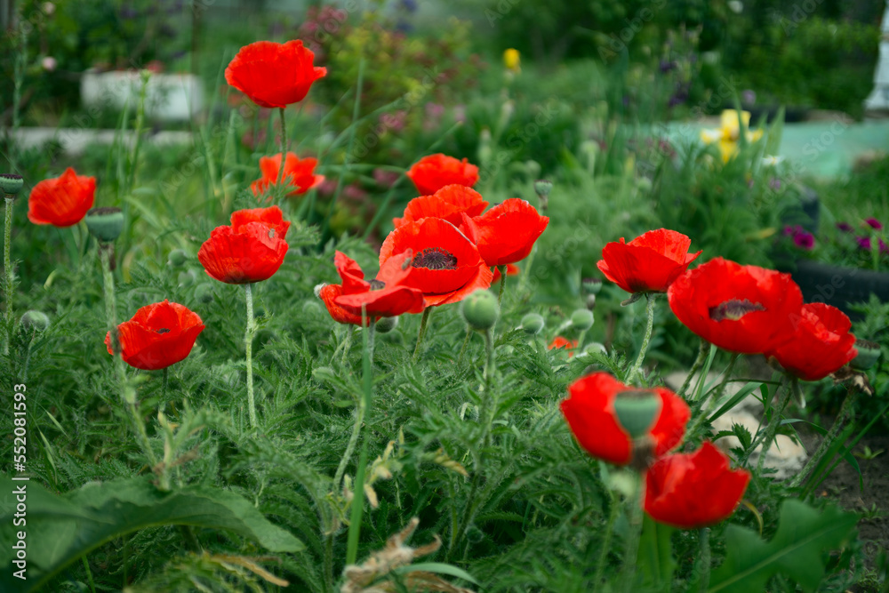 Close up of red poppy flowers in a field