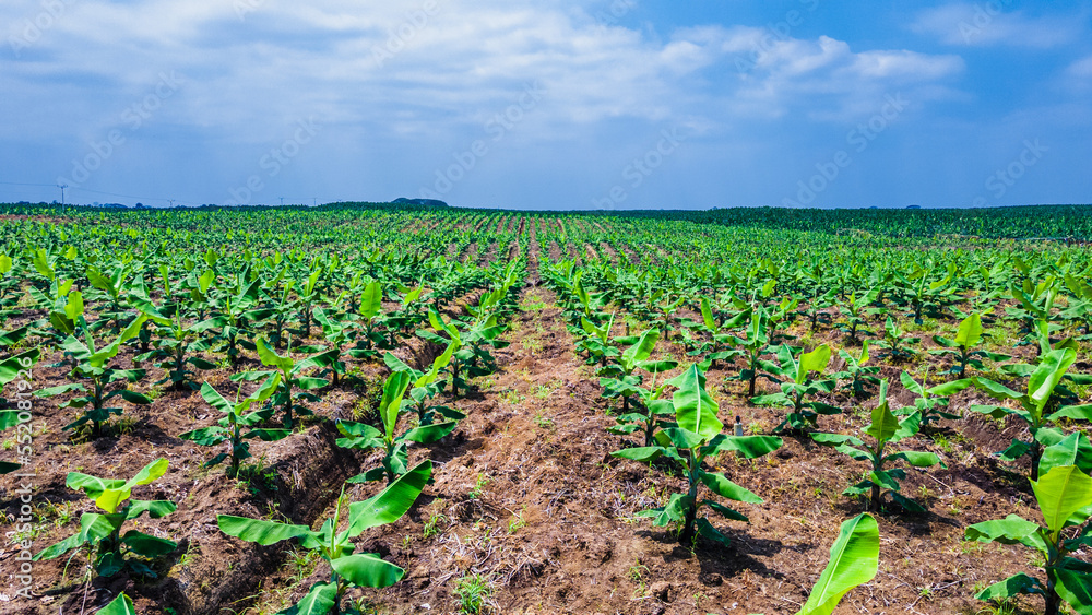 field of corn field of corn