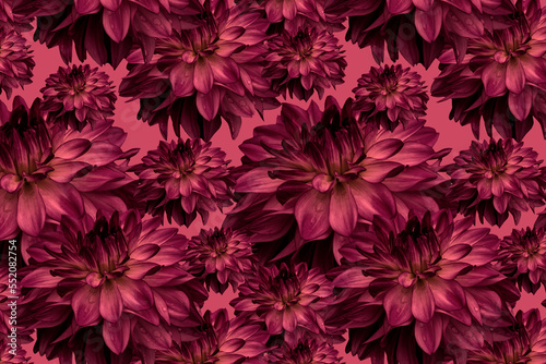 Patern dahlia Magenta flowers of different sizes on a pink background.