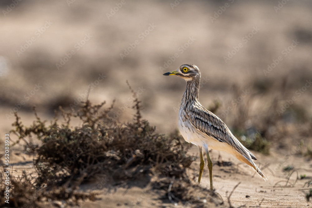 Eurasian stone-curlew, Eurasian thick-knee, Burhinus oedicnemus. Souss Massa National Park, Morocco Eurasian stone-curlew, Eurasian thick-knee, Burhinus oedicnemus. Souss Massa National Park, Morocco