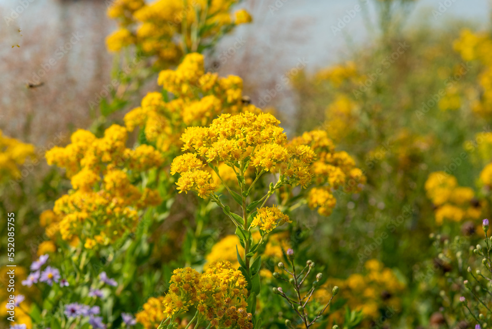 Goldenrod Growing In The Native Plant Garden Goldenrod Growing In The Native Plant Garden