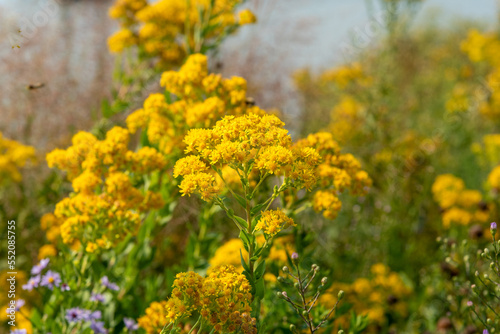 Goldenrod Growing In The Native Plant Garden