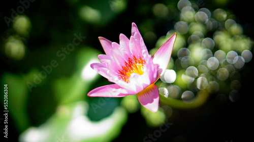 Pink nymph. Sun glare on the water.