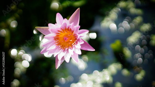 Pink nymph. Blurred background. Sun glare on the water.