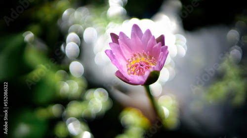 Halo around a pink nymph. Sun glare on the water.