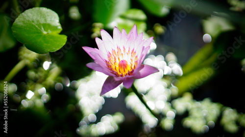 Pink nymphaeum in the rays of sunlight.