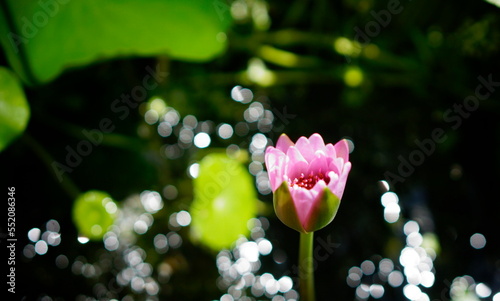 Bud of a pink nymph among green leaves. Sun glare on the water.