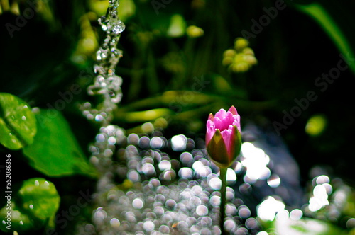 Bud of a pink nymph. A trickle of falling water. Sun glare on the surface of the pond.