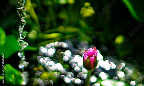 Bud of a pink nymph. A trickle of falling water. Sun glare on the surface of the pond.