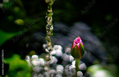 Bud of a pink nymph. A trickle of falling water. Sun glare on the surface of the pond.