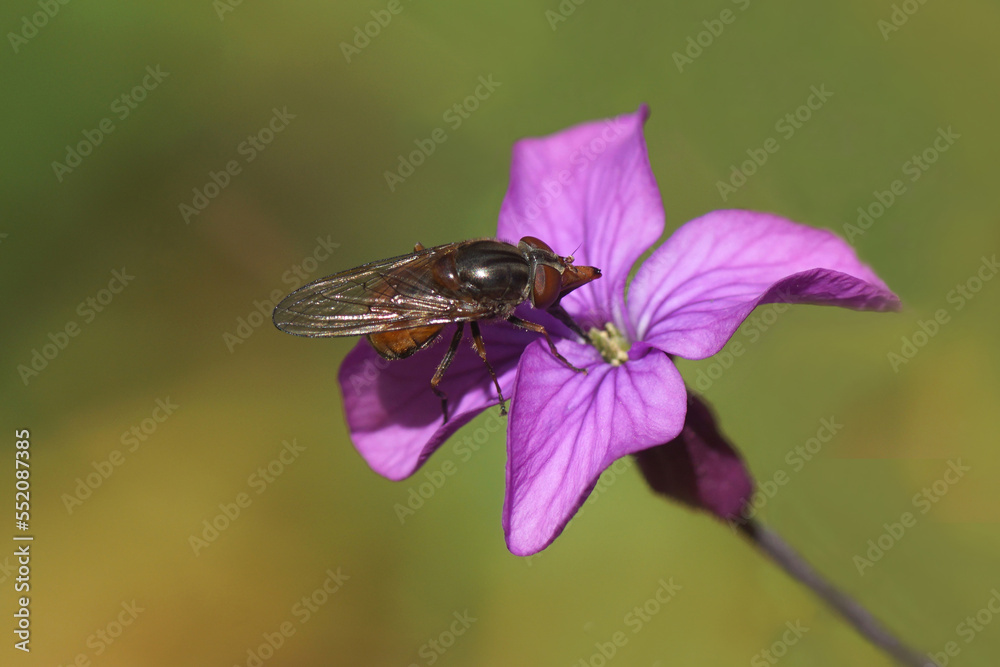 Common Snout Fly, Heineken Hover Fly (Rhingia campestris), family Syrphidae. On a flower of Annual honesty (Lunaria annua). Crucifers or cabbage family (Brassicaceae). Netherlands, April  