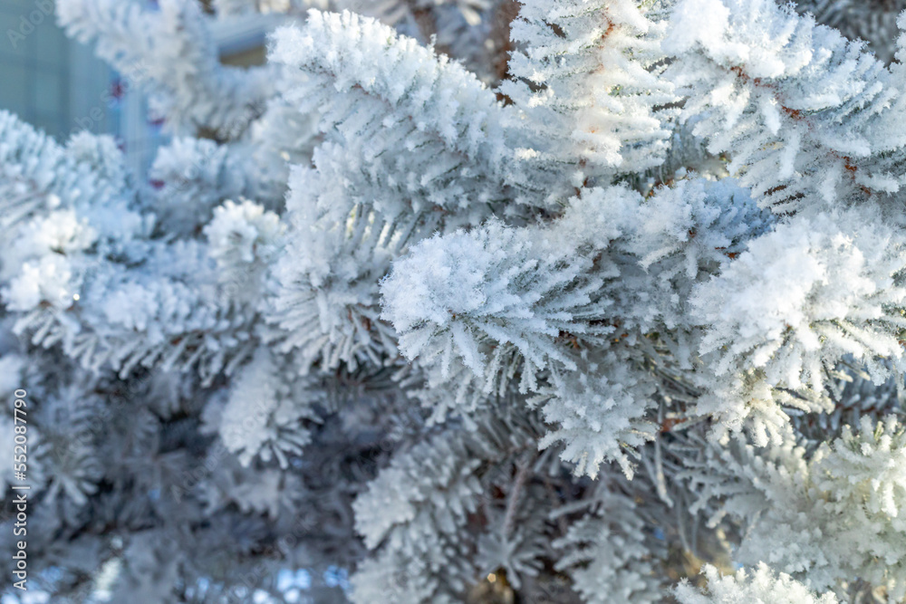 Frosty fir tree with shiny ice frost in snowy forest park. Christmas