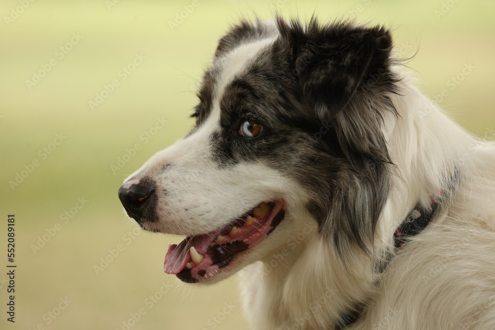 Dog with heterochromia 