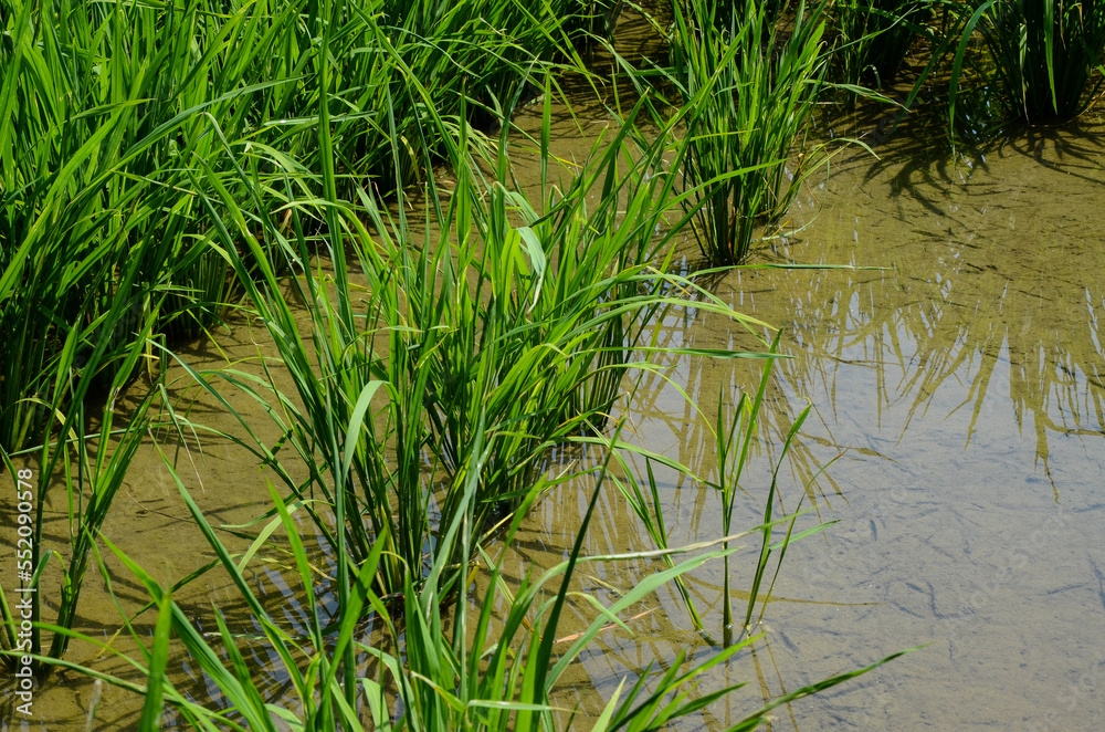 grass Weeds field grass Weeds field