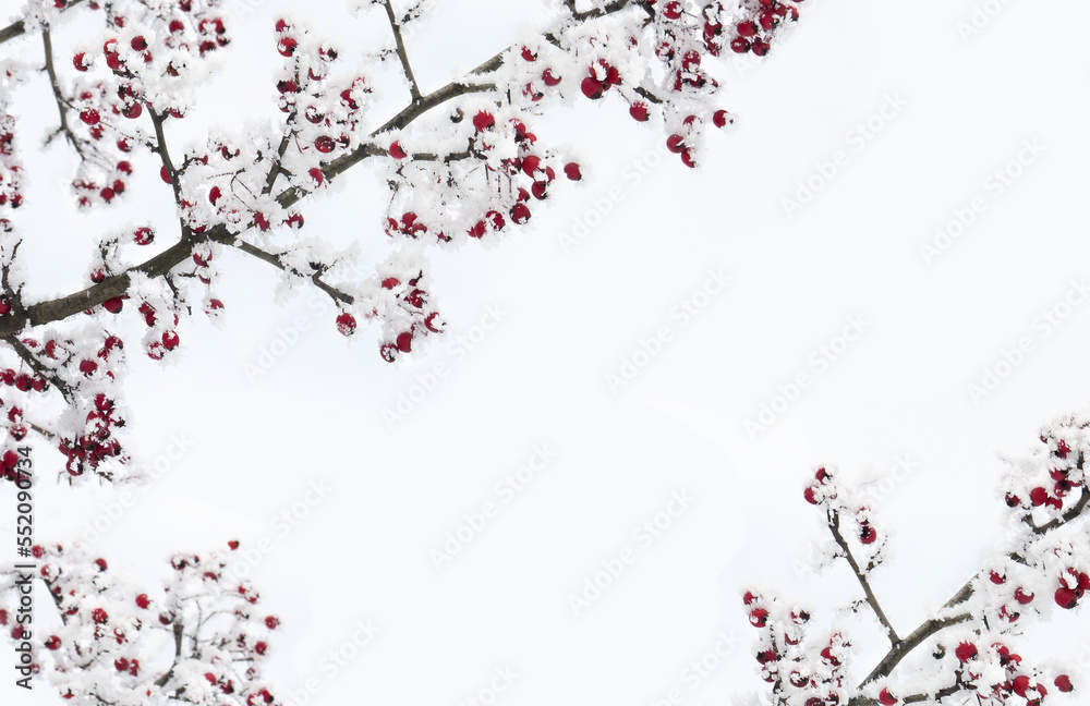 Branches with red berries hawthorn in of hoarfrost and in snow on light sky background