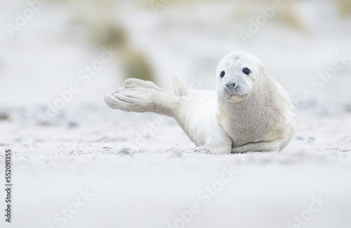 Gray Seal baby on the beach