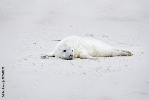 Gray seal baby on the beach