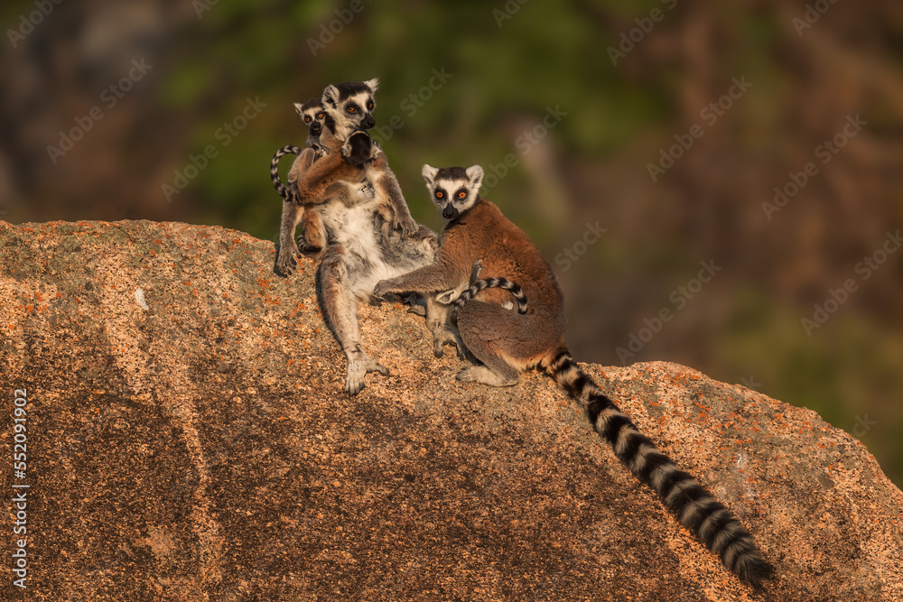 Fototapeta premium Ring-tailed Lemur - Lemur catta, beautiful lemur from Southern Madagascar forests, Anja reserve, Madagascar.