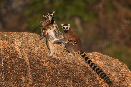Ring-tailed Lemur - Lemur catta, beautiful lemur from Southern Madagascar forests, Anja reserve, Madagascar.