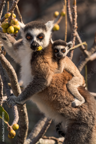 Ring-tailed Lemur - Lemur catta, beautiful lemur from Southern Madagascar forests, Anja reserve, Madagascar.