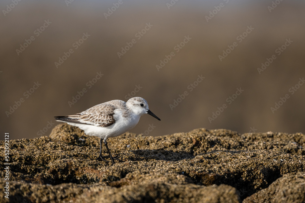 Sanderling, Calidris alba. A common shorebird. Sanderling, Calidris alba. A common shorebird.
