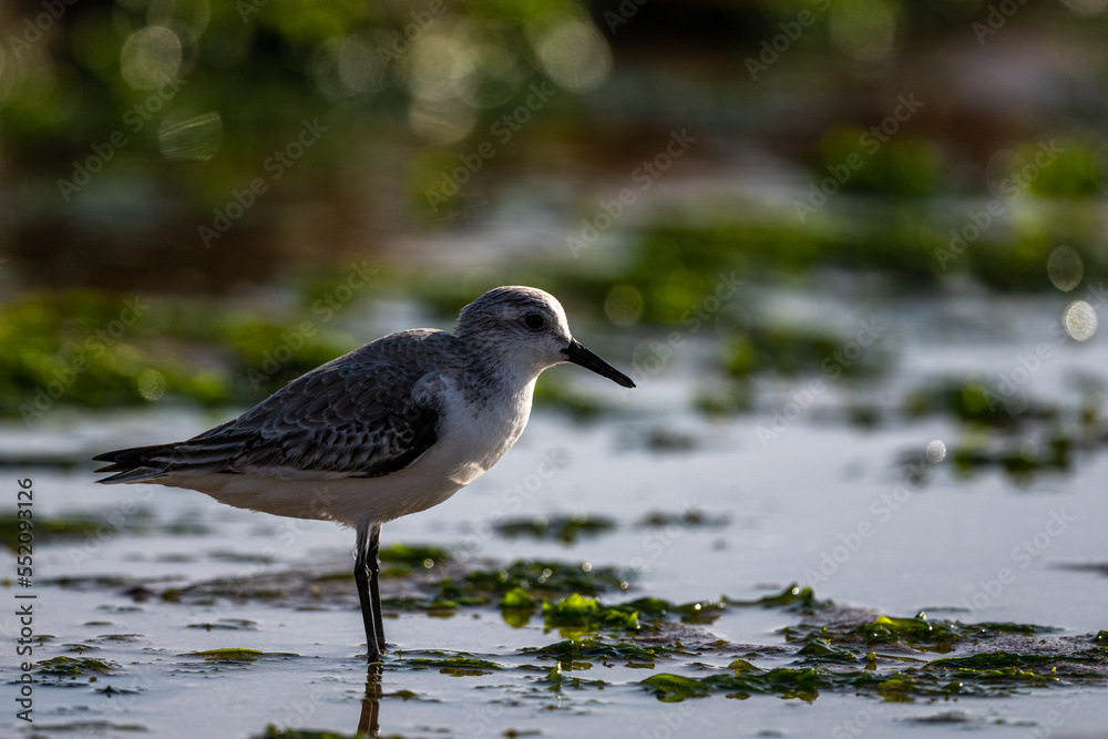 Sanderling, Calidris alba. A common shorebird. Sanderling, Calidris alba. A common shorebird.