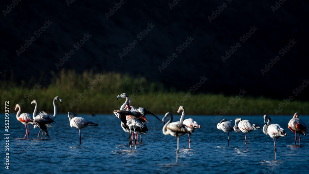 Greater flamingo, Phoenicopterus roseus, Souss Massa National Park, Morocco.
