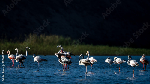 Greater flamingo, Phoenicopterus roseus, Souss Massa National Park, Morocco.