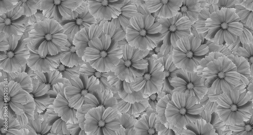 Wallpaper Mural Gray cosmos flower pattern background. Art or abstract of Grey flora, floral and beautiful natural wallpaper.  Torontodigital.ca