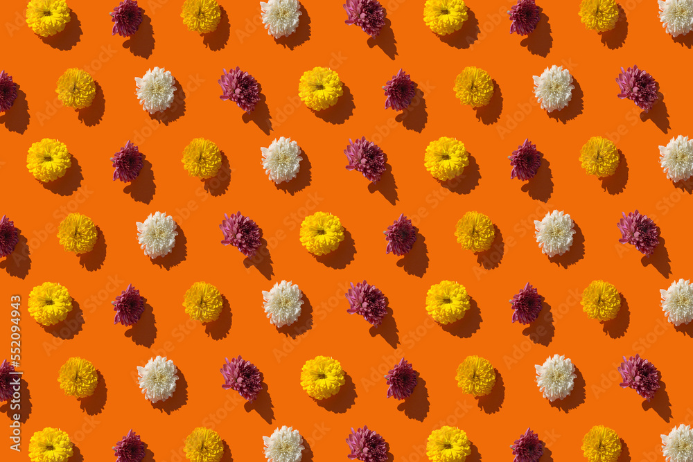 Creative pattern made of chrysanthemum flowers on bright orange background. Floral backdrop. Minimal style composition. Top view. Flat lay