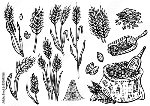 Hand-drawn wheat. Cereal plants in a bag and cereals in a bowl, rye barley and ears of wheat. Sketch sketch sketch for food packaging template, food engraving