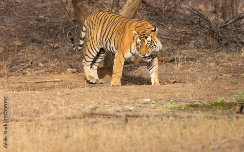 Male tiger  Panthera tigris  in the forest of Ranthambore  Rajasthan.