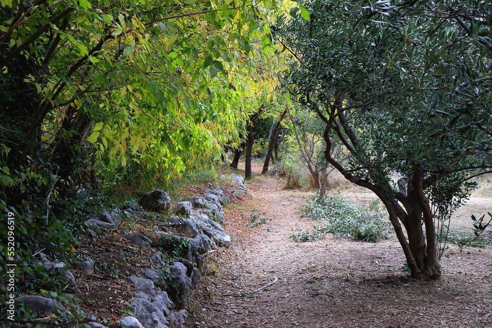 Fototapeta premium Fallen autumn leaves in the forest. Selective focus.