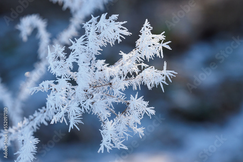 Winter background with flowers covered snow crystals glittering in sunlight © kardaska