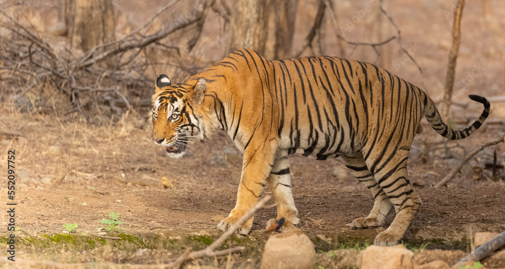 Male tiger (Panthera tigris) in the forest of Ranthambore, Rajasthan. Male tiger (Panthera tigris) in the forest of Ranthambore, Rajasthan.