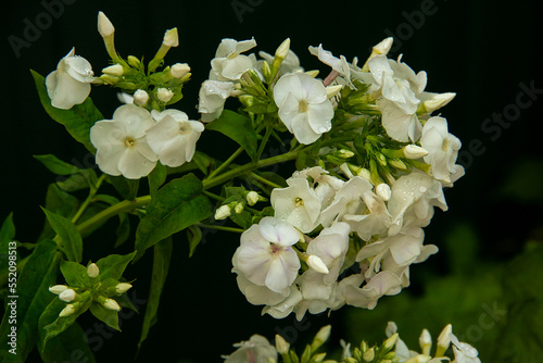 Close up of branch of white garden phlox flowers with dark background