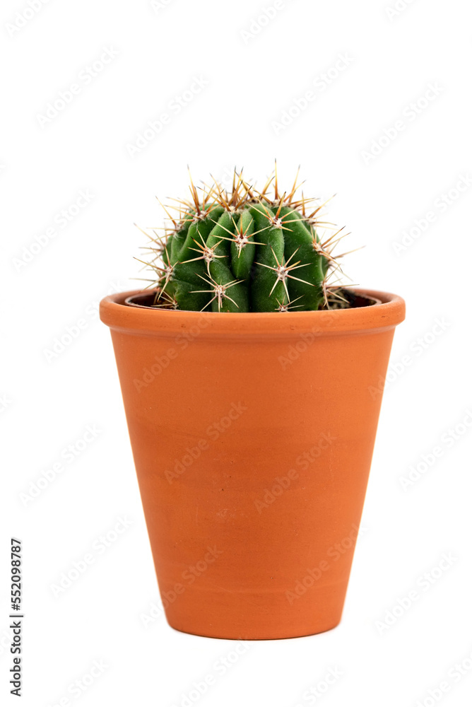 The small cactus in the pot The small cactus in the pot