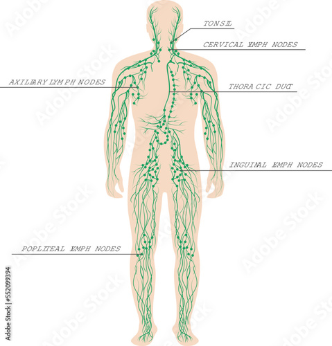 The lymphatic system labeled on a male body photo