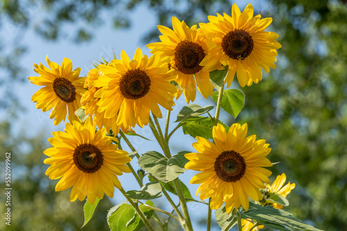 Sunflowers Growing In The Garden In September