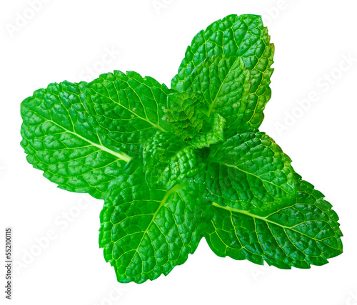 Fresh spearmint leaves isolated on the white background. Mint, peppermint close up.
