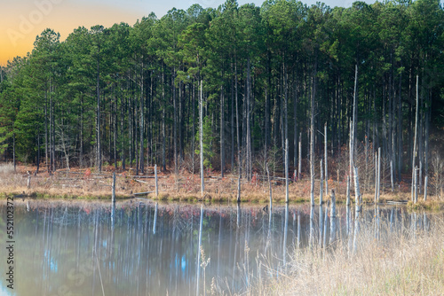 Dead pine trees reflect in a lake as fog rises in the early morning