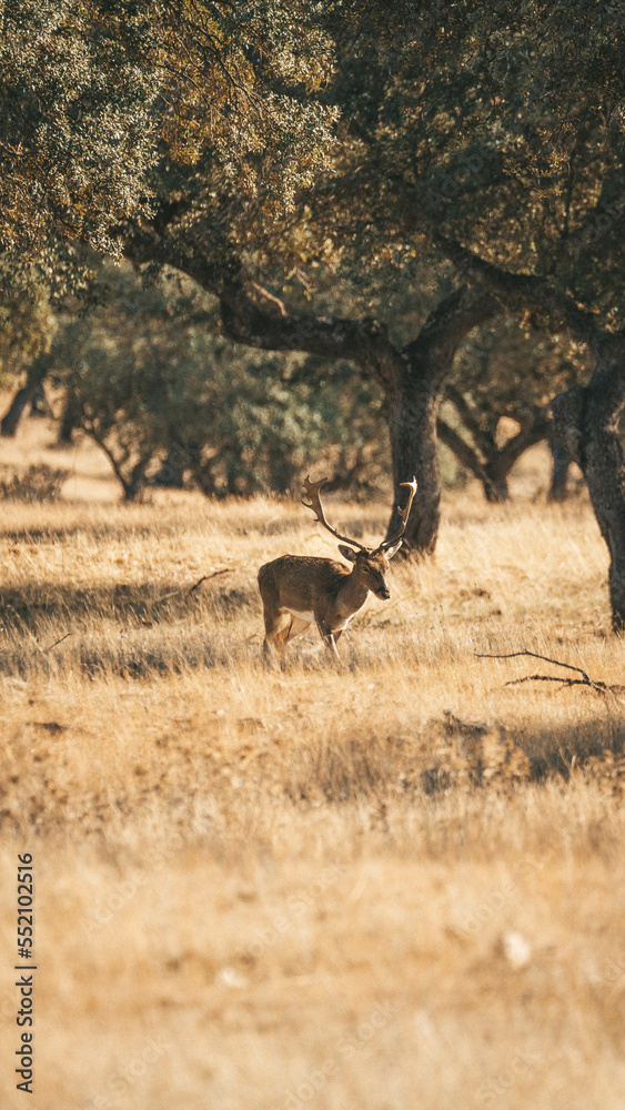 Naklejka premium Gamo- fallow deer